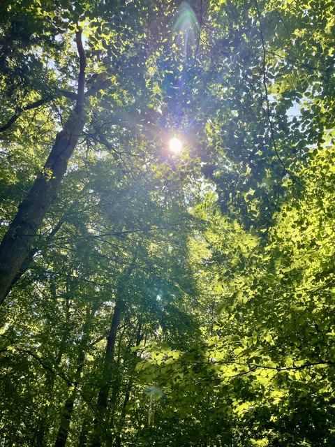 Sonnenlicht fällt durch die Bäume eines Waldes